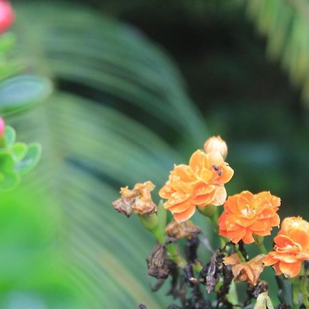 Recanto Do Covico Bed & Breakfast Aratuba Bagian luar foto
