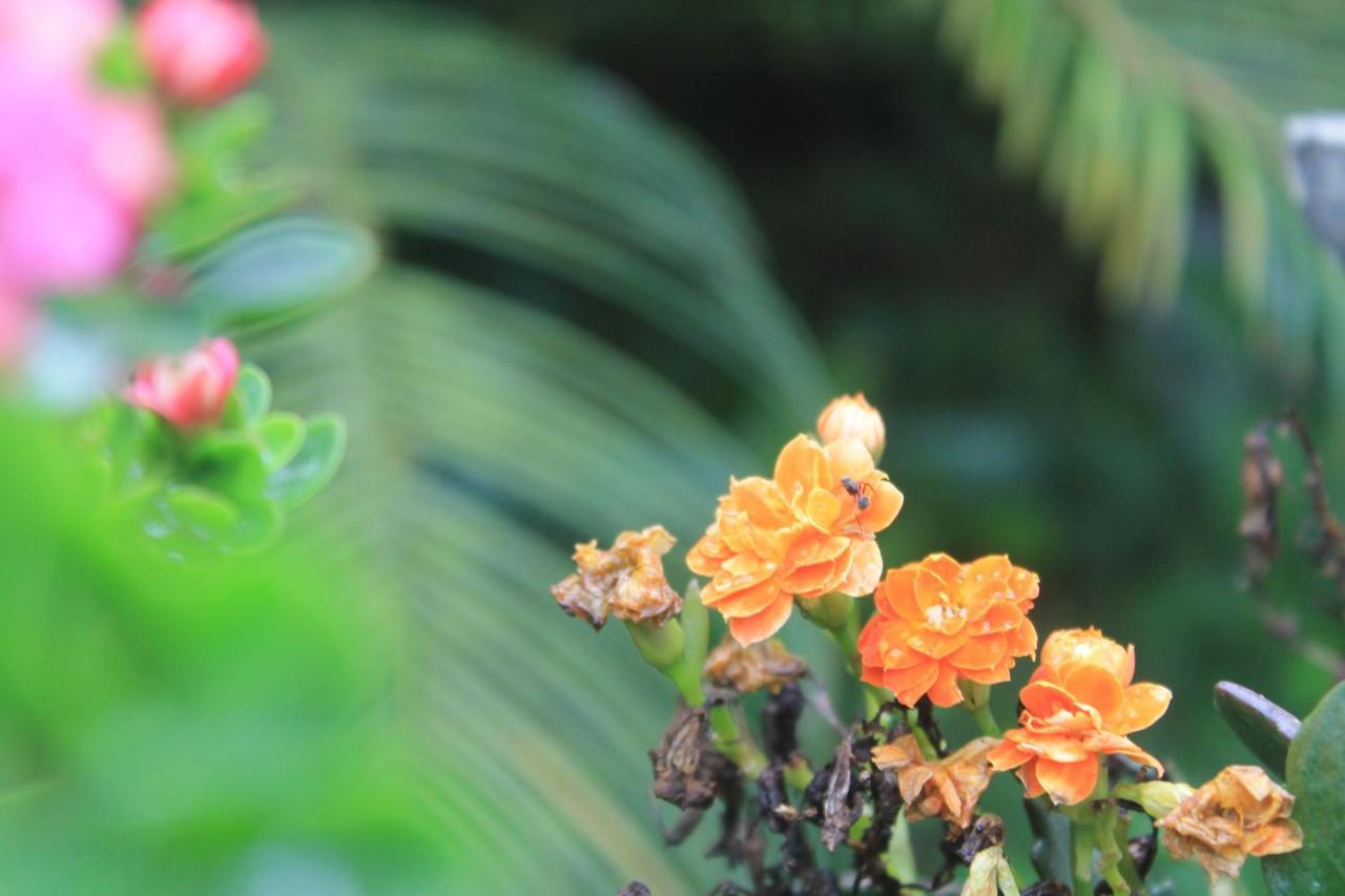 Recanto Do Covico Bed & Breakfast Aratuba Bagian luar foto